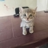 Acil yuva aranıyor fotoğraf