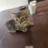 Acil yuva aranıyor fotoğraf