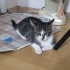 Tatlı Pamuk şekeri fotoğraf