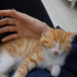 Minik yavru ömürlük yuvasını arıyor 🐾 fotoğraf