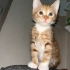 Acil yuva aranıyor fotoğraf