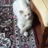 Acil yuva aranıyor fotoğraf