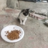 3 KARDEŞ ACİL YUVA fotoğraf