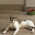 Sevgi delisi 7 aylık minik kız fotoğraf