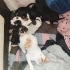 Ücretsiz anne pincer baba terier fotoğraf