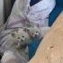 Minik yavrulara yuva arıyoruz 🐾 fotoğraf