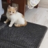 2 aylık prense yuva fotoğraf