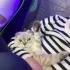 Minyon sakin bir kedi fotoğraf