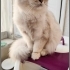 ACİL YUVA ARIYORUZ fotoğraf