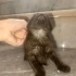Asil duruşuyla yeni yuvasını arıyor fotoğraf