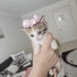 1.5 aylık 4 bebek kedi, kuru mama ve kum alışkanlıkları var fotoğraf