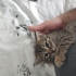 Oyuncu Miniğe Ömürlük Yuva (Tuvalet Eğitimli - Erkek) fotoğraf