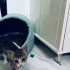 Minik Badem ömürlük yuvasını bekliyor 😻🧶🧚05421092084 fotoğraf