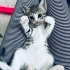 Minik Badem ömürlük yuvasını bekliyor 😻🧶🧚05421092084 fotoğraf