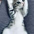 Minik Badem ömürlük yuvasını bekliyor 😻🧶🧚05421092084 fotoğraf