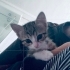 Minik Badem ömürlük yuvasını bekliyor 😻🧶🧚05421092084 fotoğraf