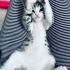 Minik Badem ömürlük yuvasını bekliyor 😻🧶🧚05421092084 fotoğraf