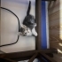 Ücretsiz sahiplendirilecek 3 yavru kedi fotoğraf