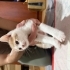 Ücretsiz sahiplendirilecek 3 yavru kedi fotoğraf