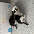 4 Adet 2 Aylık Yavruya Yuva Arıyoruz fotoğraf