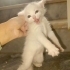 Oyuncu insan canlısı van kedisi fotoğraf