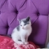 Sokakta acı acı miyavliyordu fotoğraf