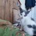 Sokakta acı acı miyavliyordu fotoğraf