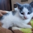 Sokakta acı acı miyavliyordu fotoğraf