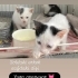 Dişi ve erkek minik fotoğraf