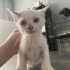 Dişi ve erkek minik fotoğraf