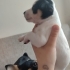 Pinscher terrier melezi güzellikler fotoğraf