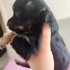 Pinscher terrier melezi güzellikler fotoğraf