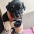 Pinscher terrier melezi bebeklerimize yuva fotoğraf