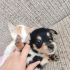 Pinscher terrier melezi bebeklerimize yuva fotoğraf