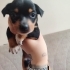 Pinscher terrier melezi bebeklerimize yuva fotoğraf