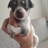 Pinscher terrier melezi bebeklerimize yuva fotoğraf