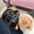 Pinscher terrier melezi bebeklerimize yuva fotoğraf