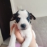 Pinscher terrier melezi bebeklerimize yuva fotoğraf