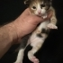 Calico kızımızın yavrularına sevgi dolu yuva fotoğraf