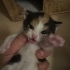 Calico kızımızın yavrularına sevgi dolu yuva fotoğraf