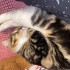 Kısır 8 aylık tekir fotoğraf