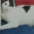 Eğlenceli,komik,sevgi pıtırcığı bir ev arkadaşı LOKUM fotoğraf