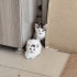 ERKEK VE DİŞİ İKİ AYLIK KEDİLER fotoğraf