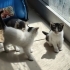 ERKEK VE DİŞİ İKİ AYLIK KEDİLER fotoğraf