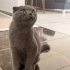 Sahibi tarafından istenmiyor fotoğraf
