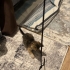 Uslu ve oyuncu tekir kedi acil yuva fotoğraf