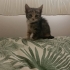 Uslu ve oyuncu tekir kedi acil yuva fotoğraf