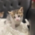 bebişler yuva arıyor fotoğraf