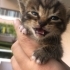 TEKİR KEDİ CANDIR. AKILLI, CANAYAKIN BEBEK KEDİCİK AİLESİNİ BEKLİYOR fotoğraf