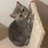 Sakin uysal erkek British shorthair fotoğraf